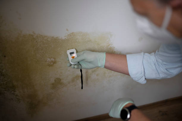 Trusted Parker, TX Mold Inspection, Removal & Remediation Experts